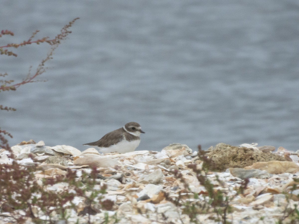 Semipalmated Plover - ML623472277