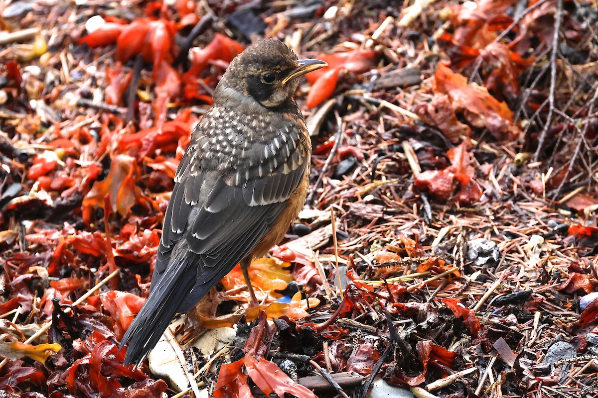 Varied Thrush - Reginald  David