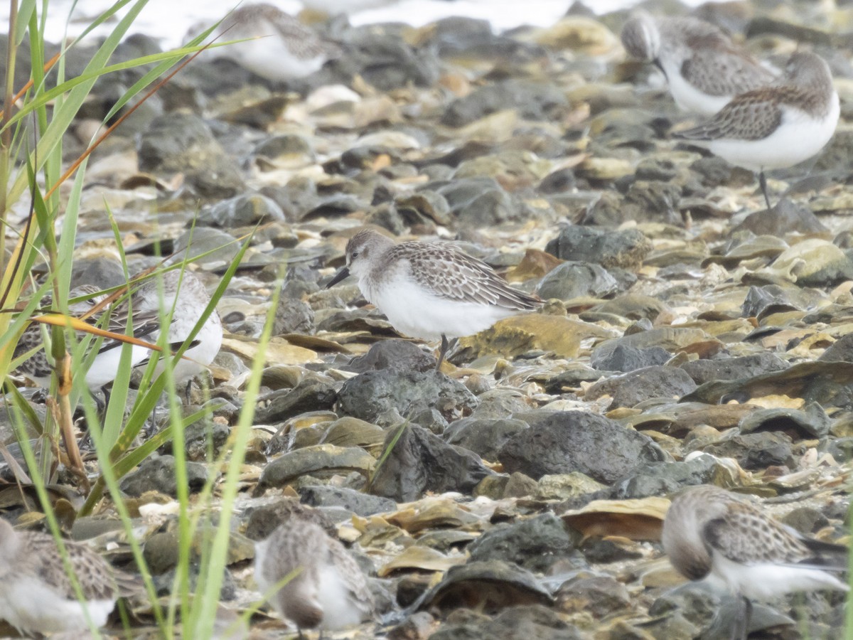 Semipalmated Sandpiper - Carol Bailey-White