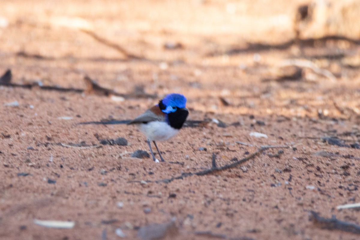 Purple-backed Fairywren - ML623472312