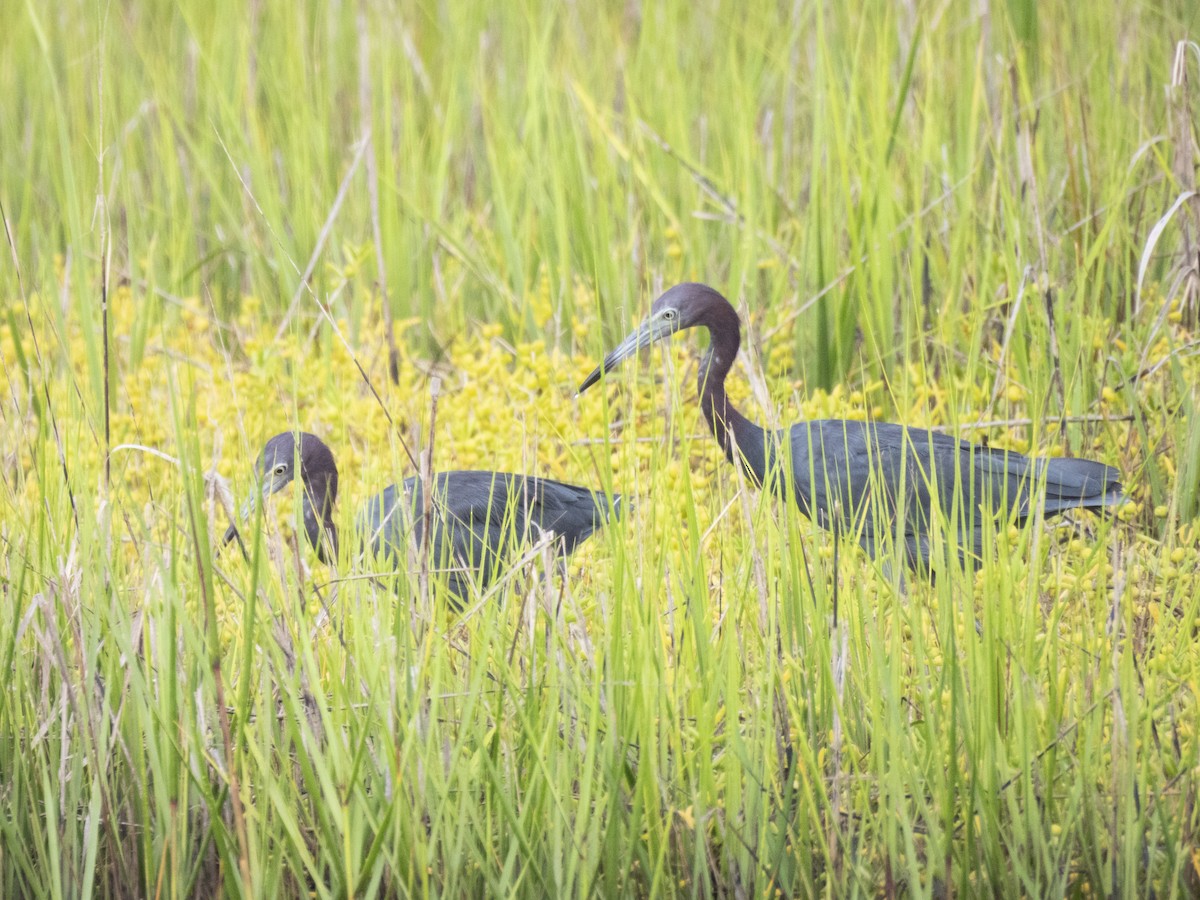 Little Blue Heron - ML623472313