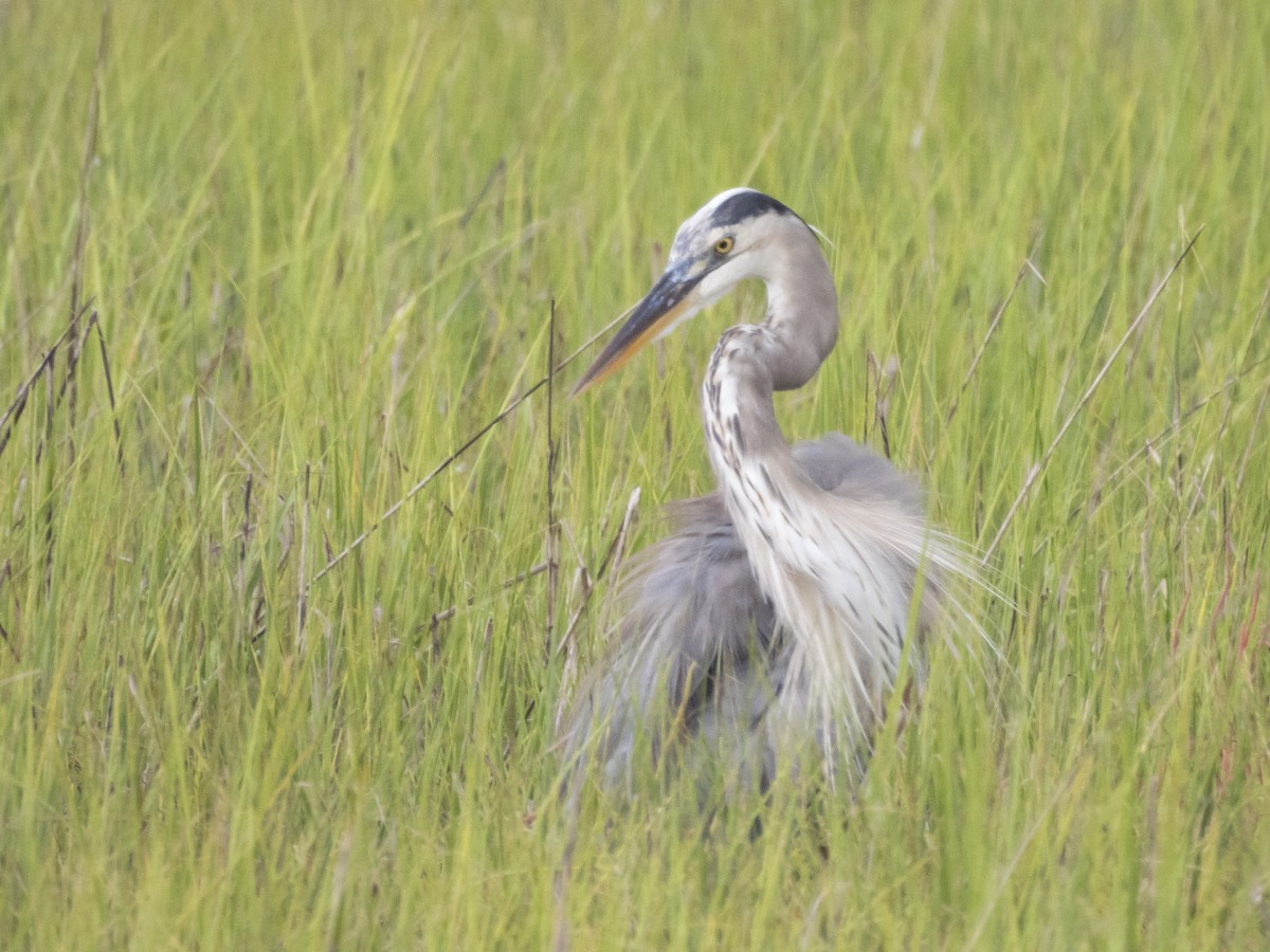 Great Blue Heron - ML623472318