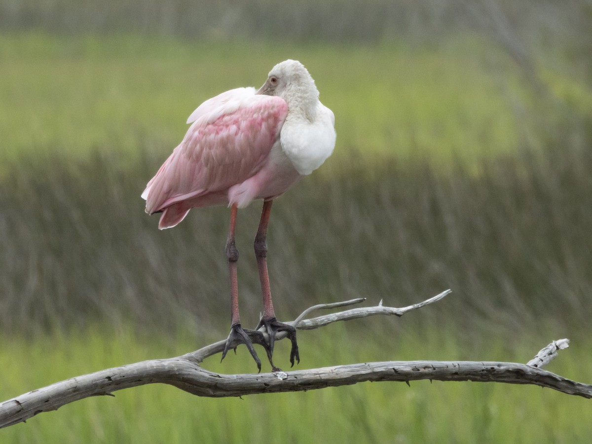 Roseate Spoonbill - ML623472325