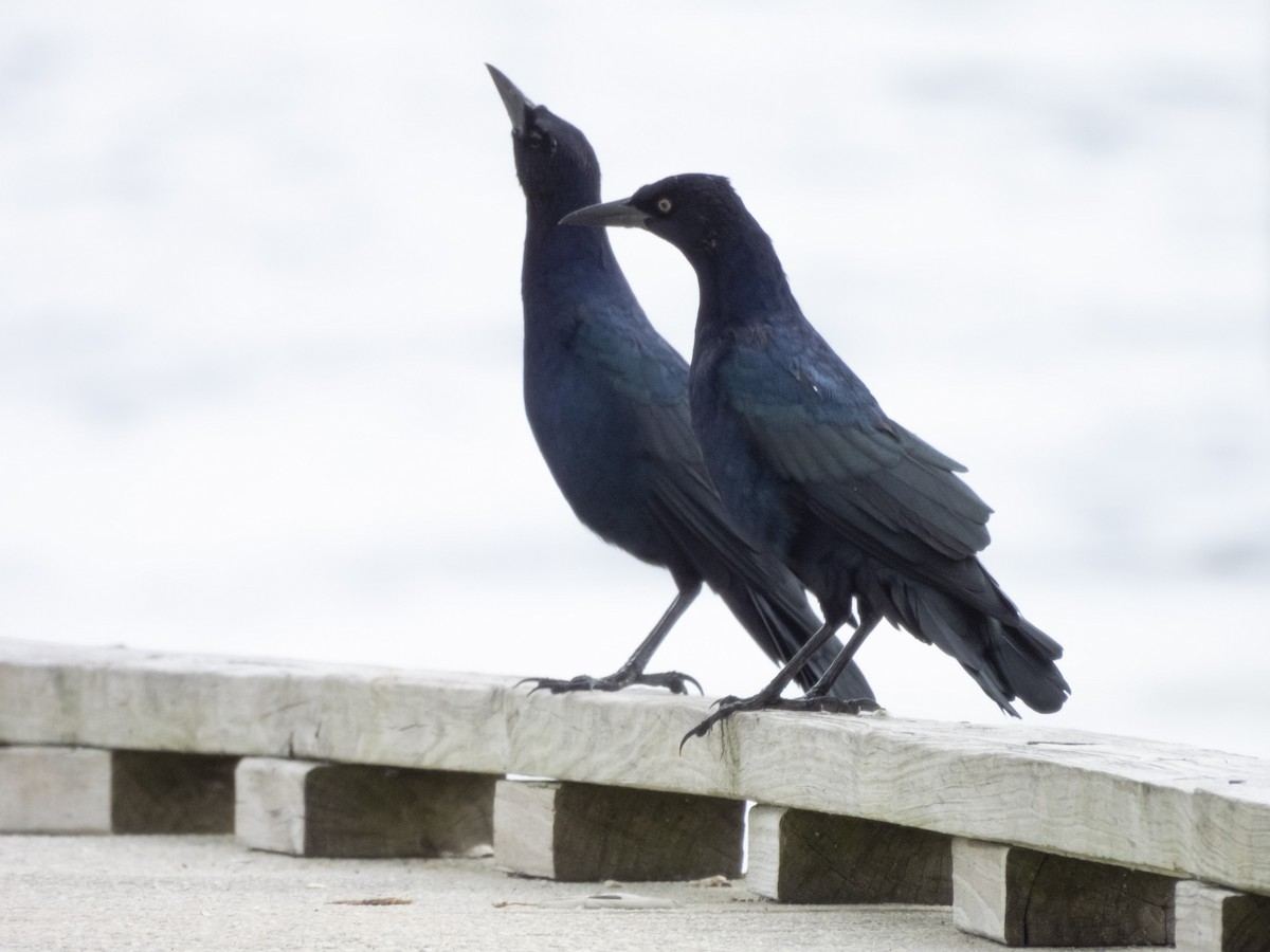 Boat-tailed Grackle - ML623472330