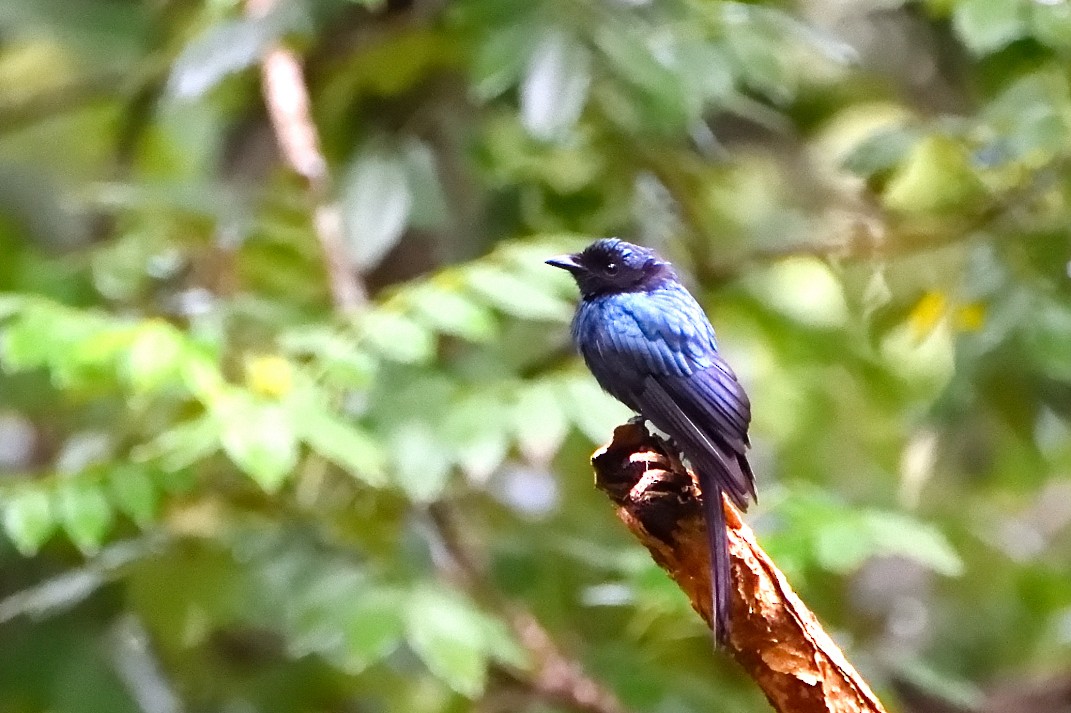 Drongo Bronceado - ML623472332