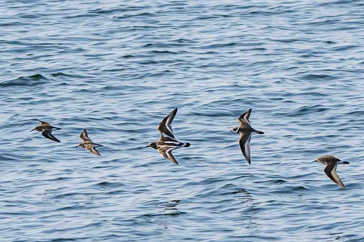 Ruddy Turnstone - ML623472334