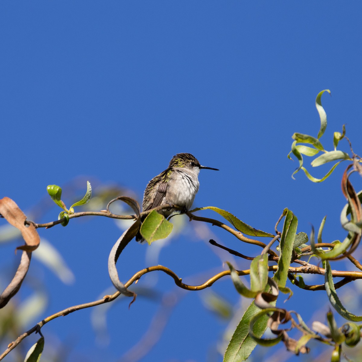 Colibri à gorge rubis - ML623472409