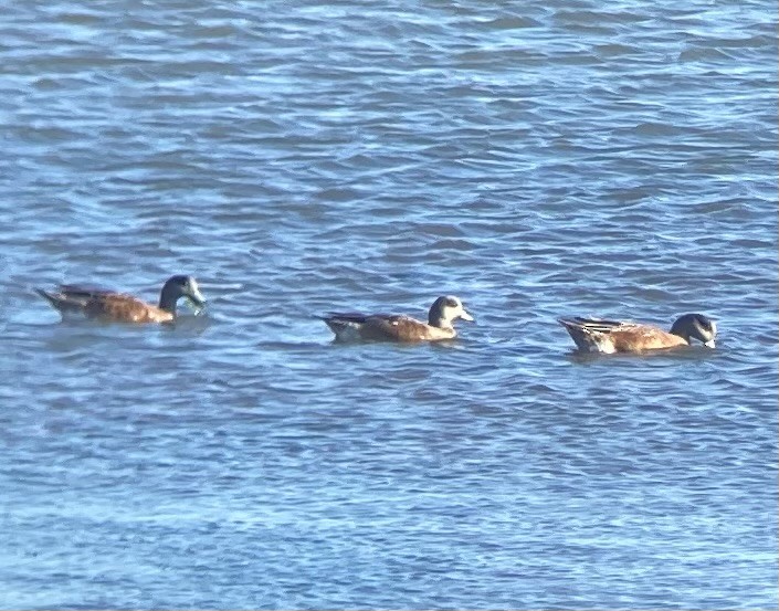 American Wigeon - ML623472423