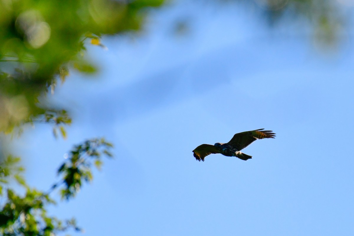 Red-shouldered Hawk - ML623472424