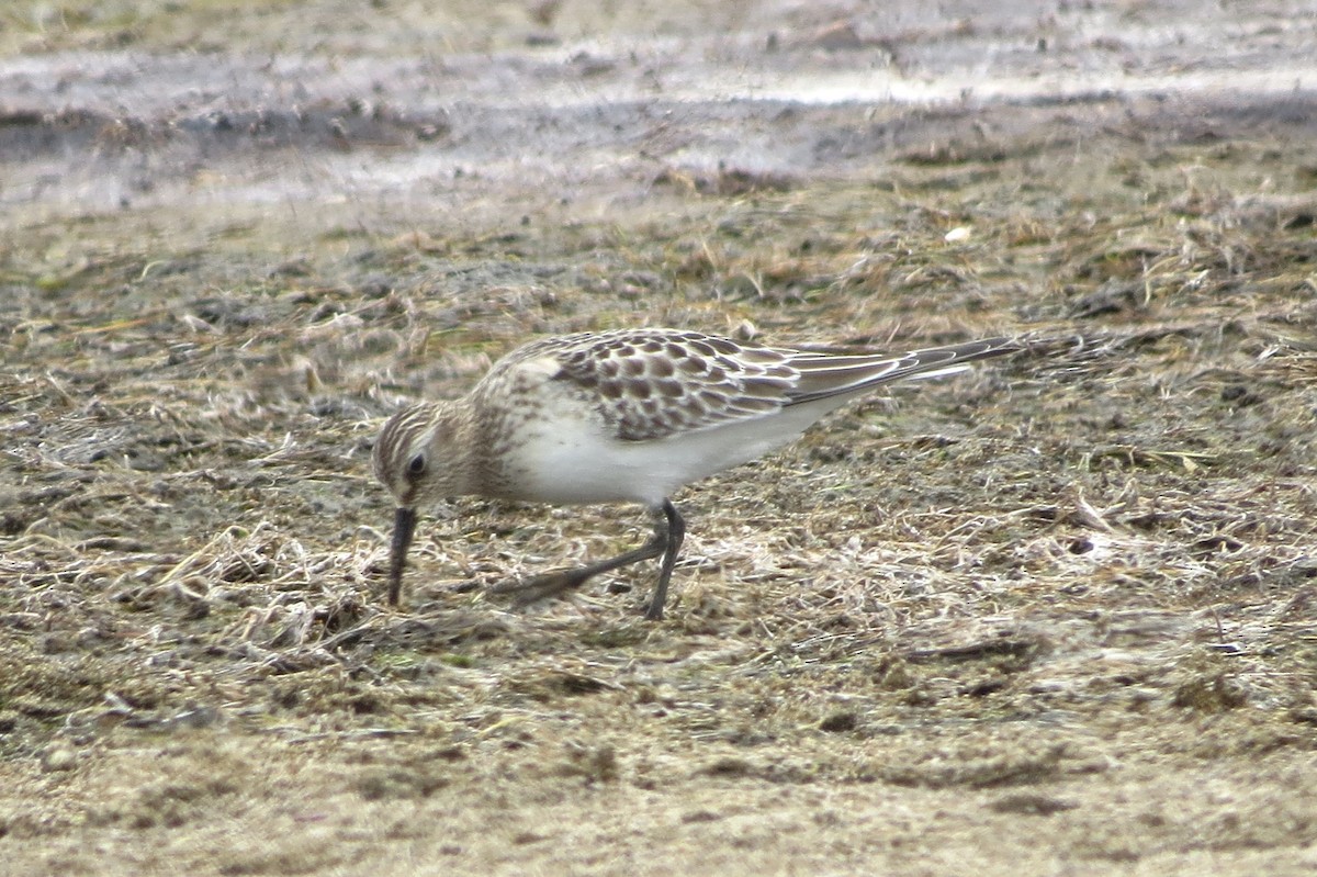 Baird's Sandpiper - ML623472441