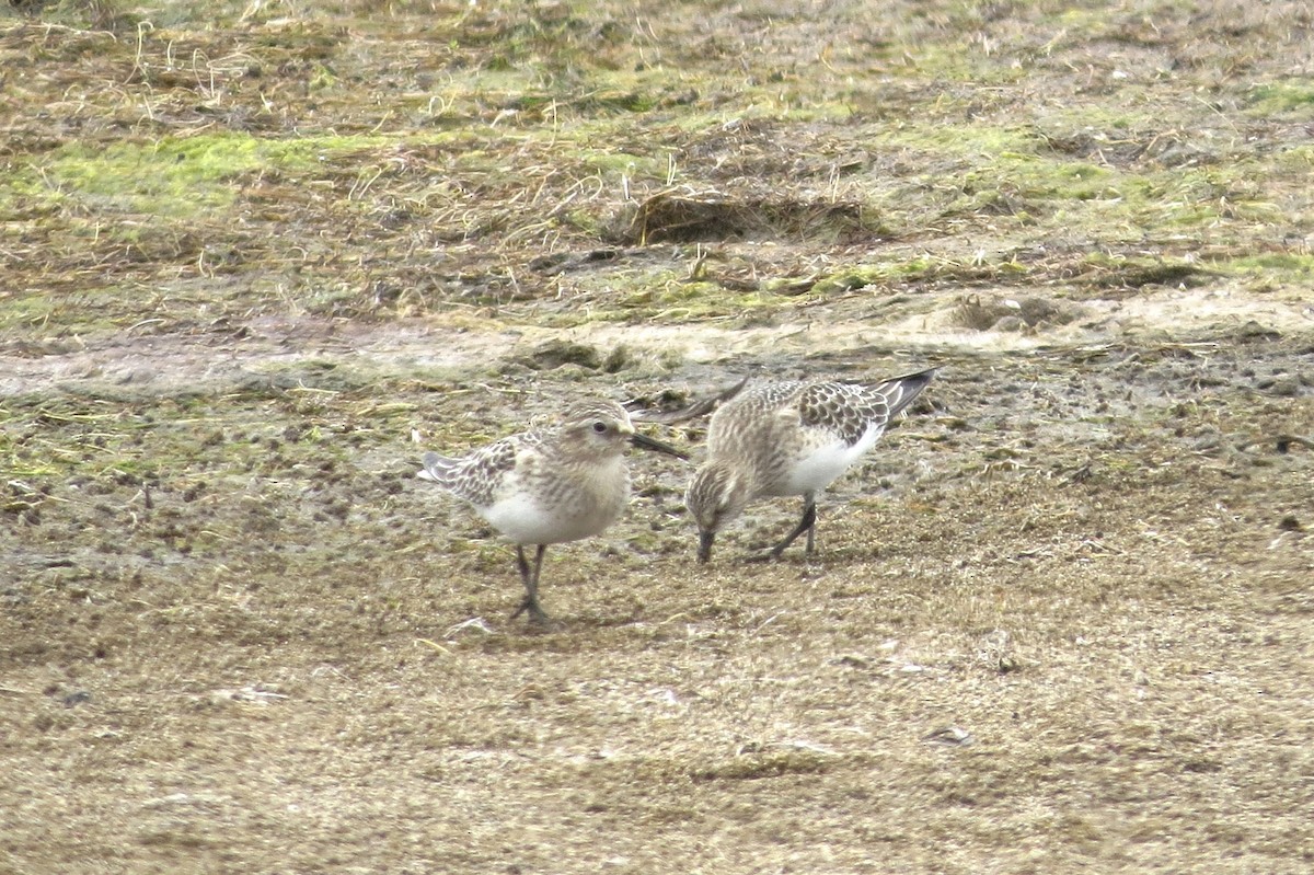 Baird's Sandpiper - ML623472442