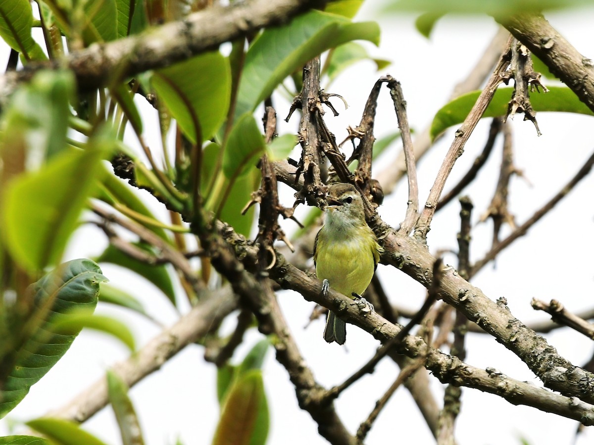 Brown-capped Vireo - ML623472454