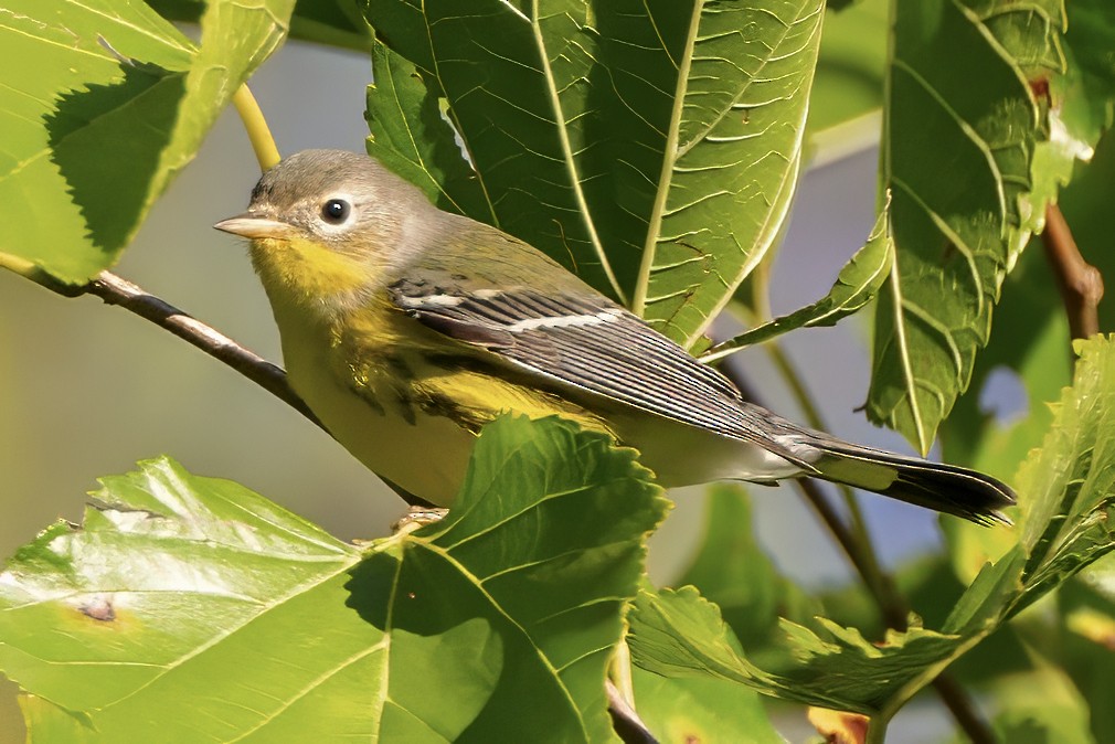 Magnolia Warbler - ML623472455