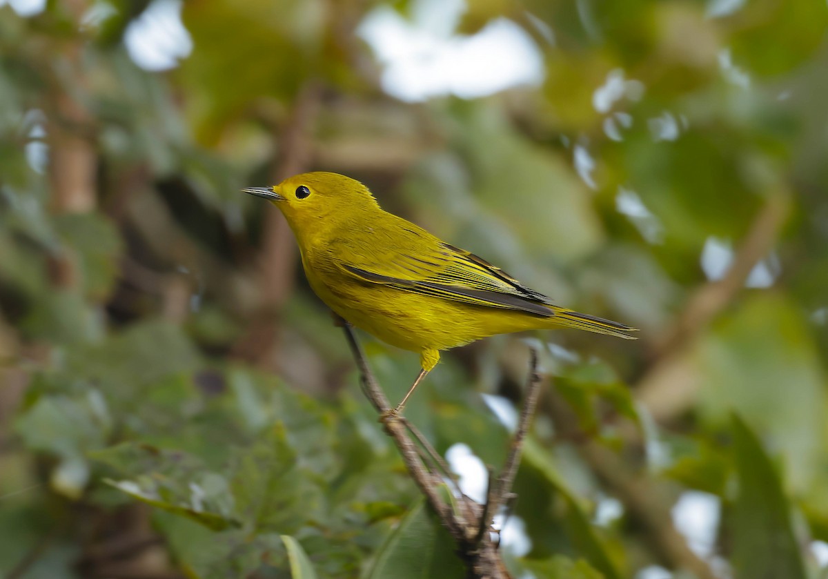 Yellow Warbler (Northern) - ML623472498