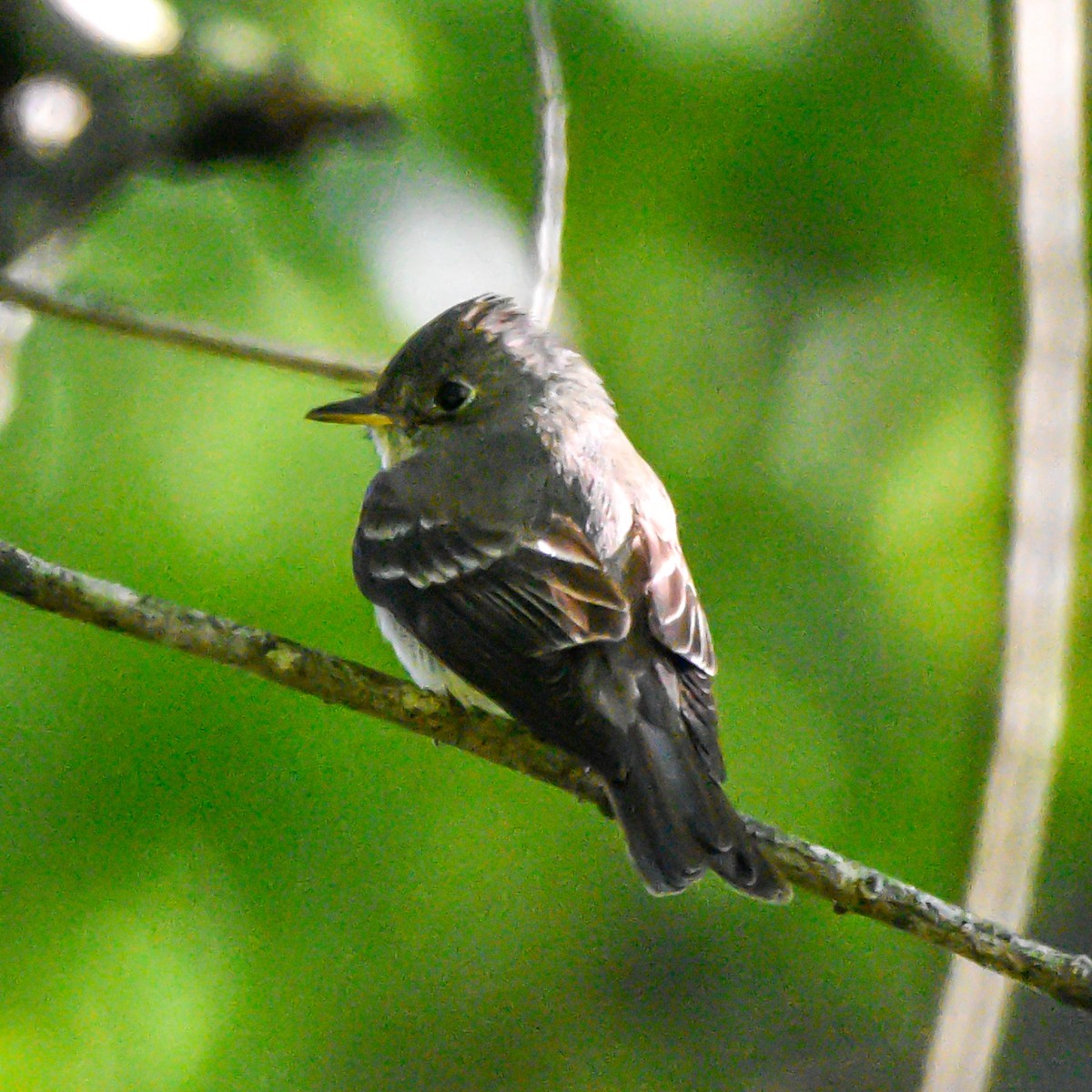 Eastern Wood-Pewee - ML623472511