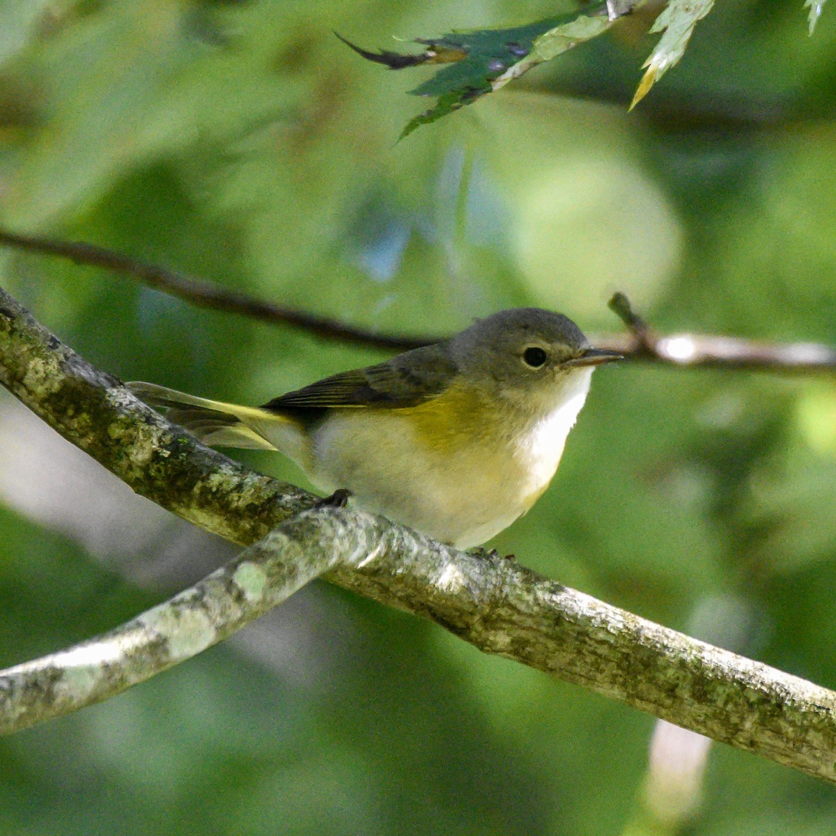 American Redstart - ML623472519