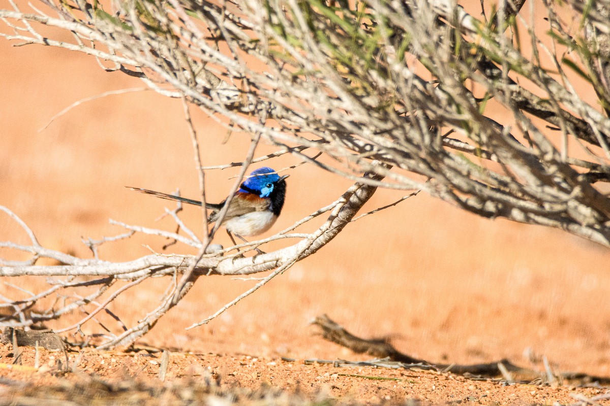 Purple-backed Fairywren - ML623472525