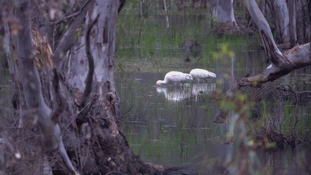 gulnebbskjestork - ML623472570