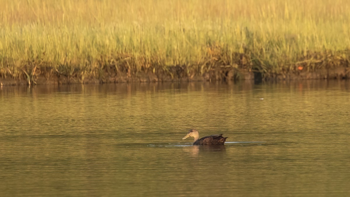 American Black Duck - ML623472577