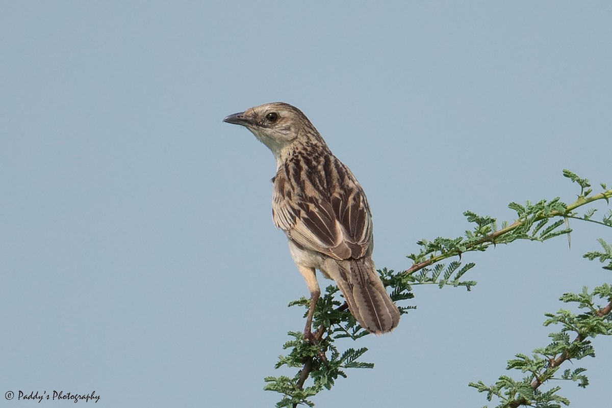 Bristled Grassbird - Padmanav Kundu