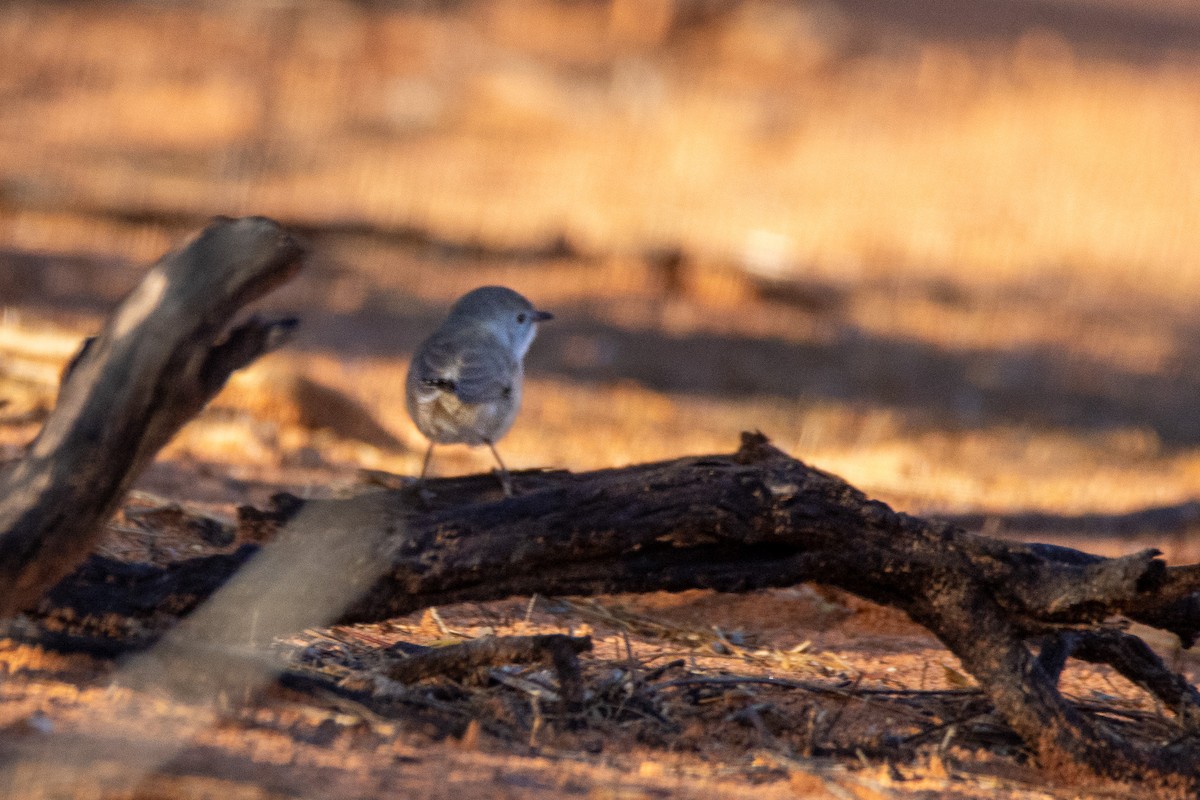 Purple-backed Fairywren - ML623472597