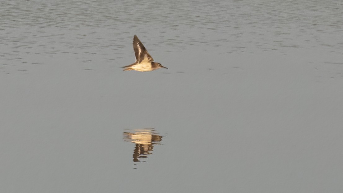 Spotted Sandpiper - ML623472600