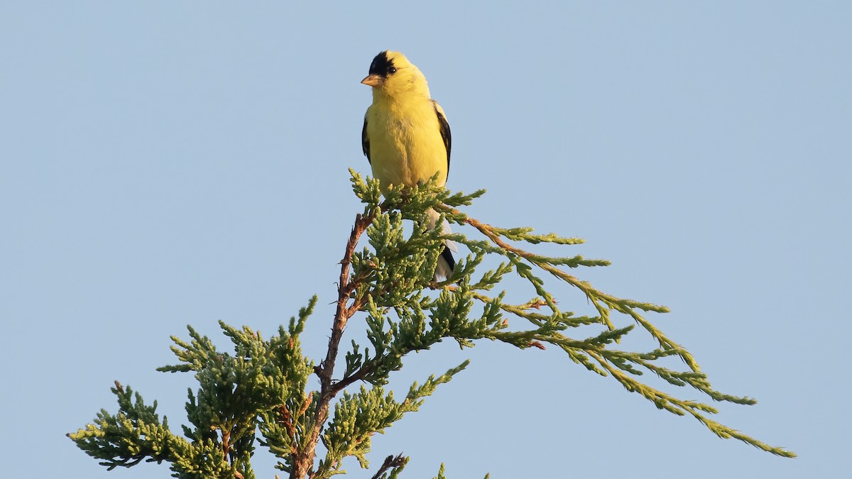 American Goldfinch - ML623472605