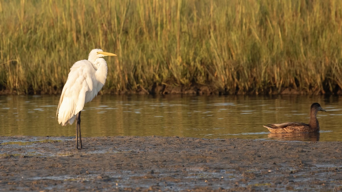 Great Egret - ML623472611