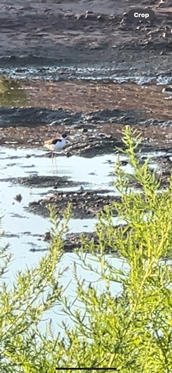 Black-necked Stilt (Black-necked) - ML623472617