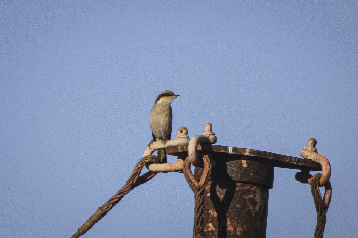 Singing Honeyeater - ML623472641