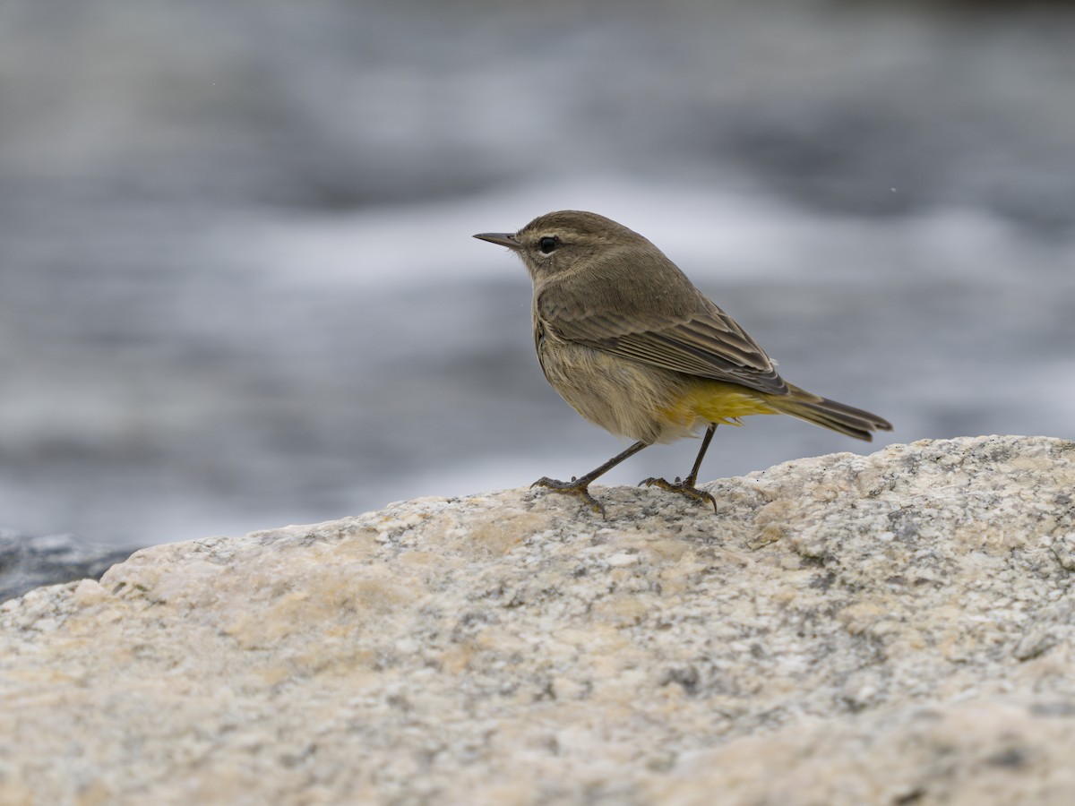 Palm Warbler - Zach Shaoul