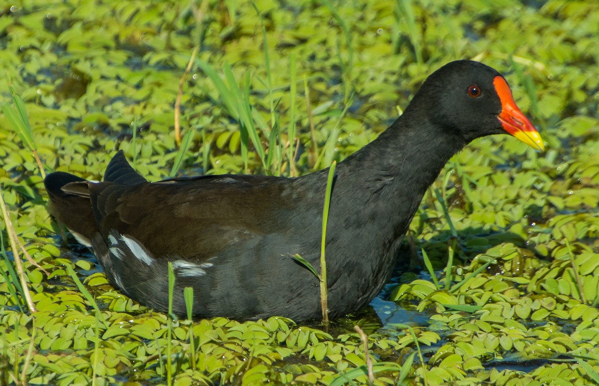 Eurasian Moorhen - Aleksandar Urošević