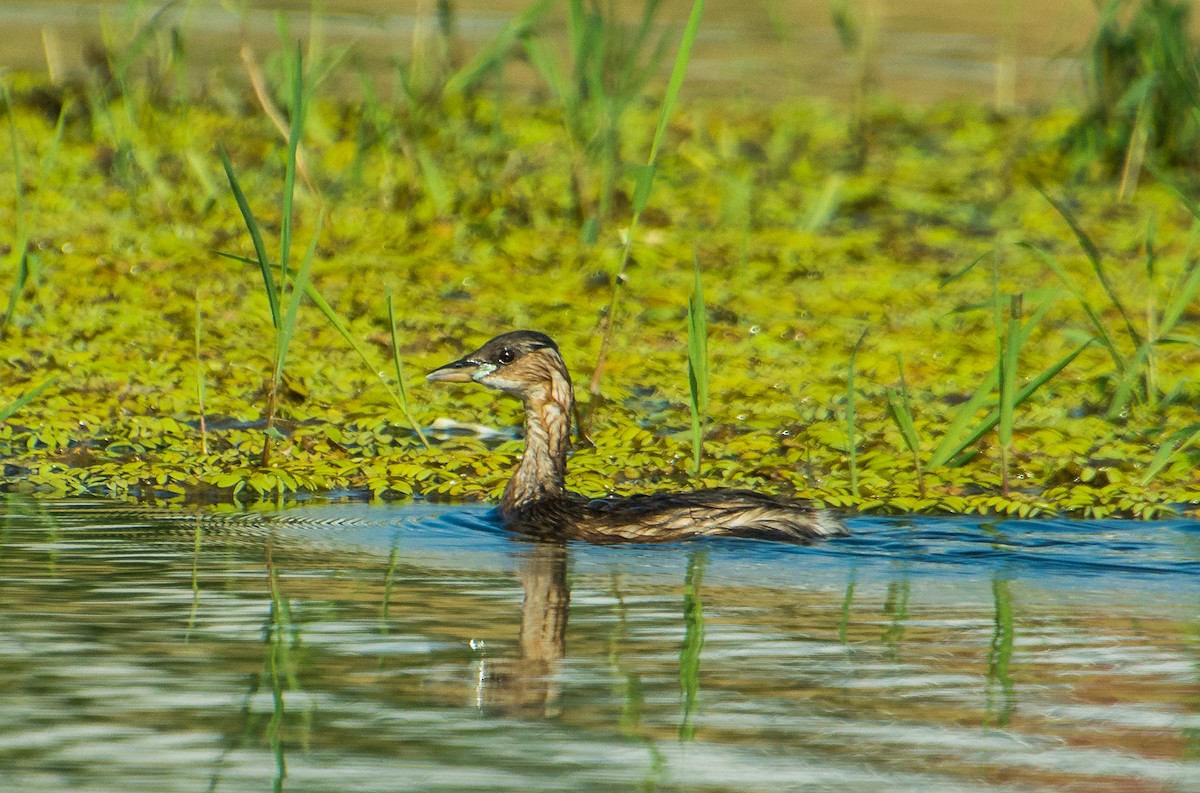 カイツブリ - ML623472661