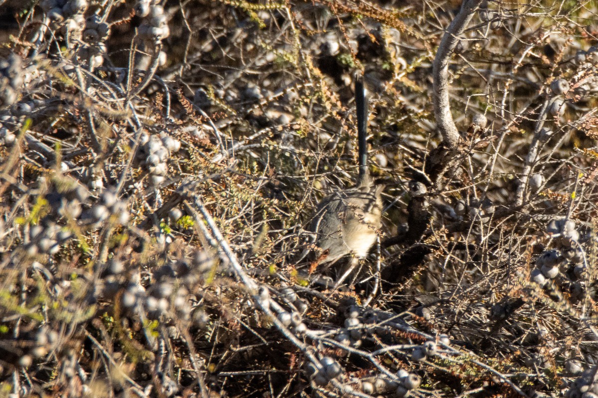 Purple-backed Fairywren - ML623472670