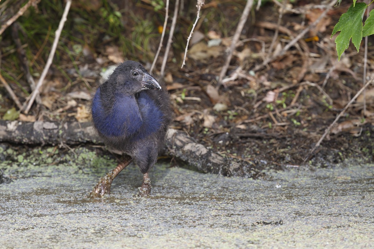 Australasian Swamphen - ML623472673