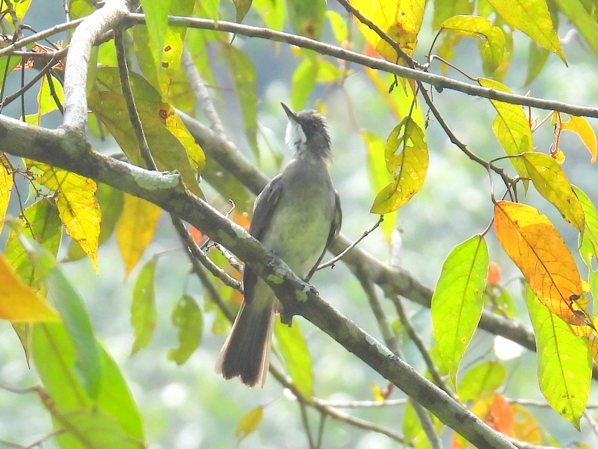 Cinereous Bulbul (Cinereous) - ML623472729