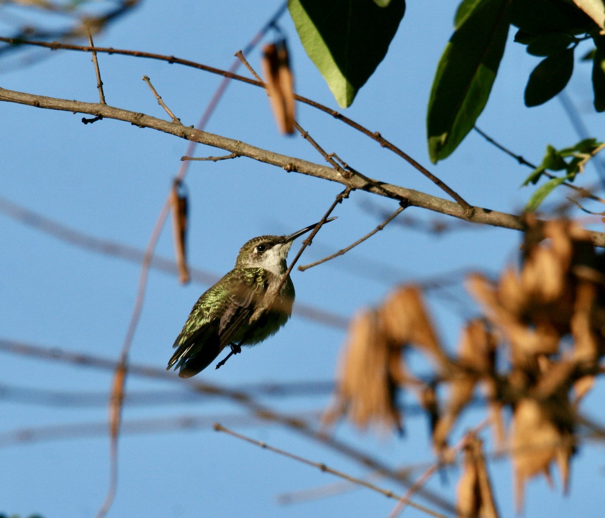 Ruby-throated Hummingbird - ML623472813