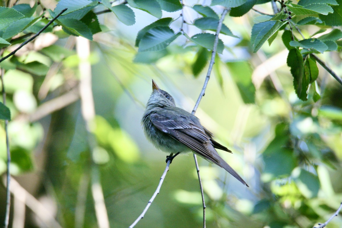 Eastern Wood-Pewee - ML623472814