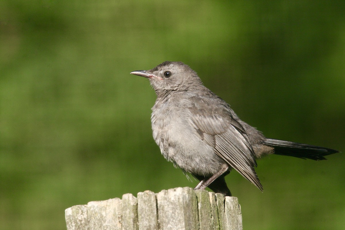 Gray Catbird - ML623472815