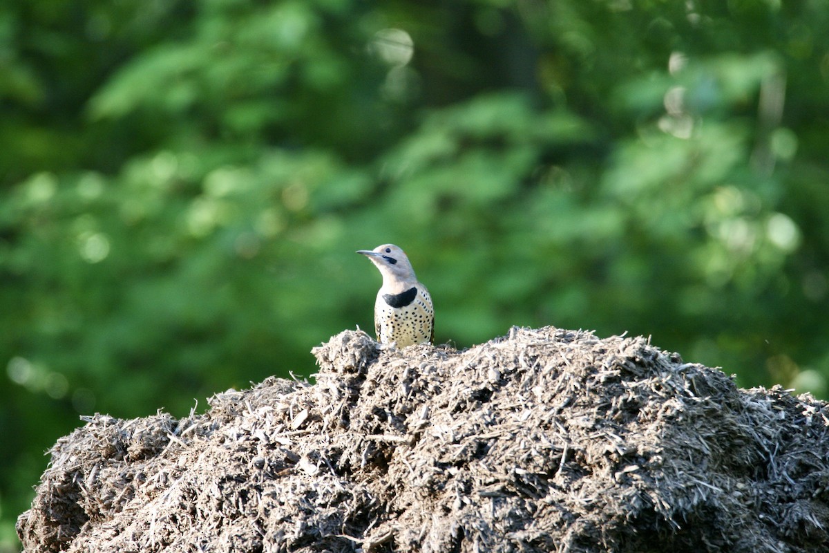 Northern Flicker - ML623472820