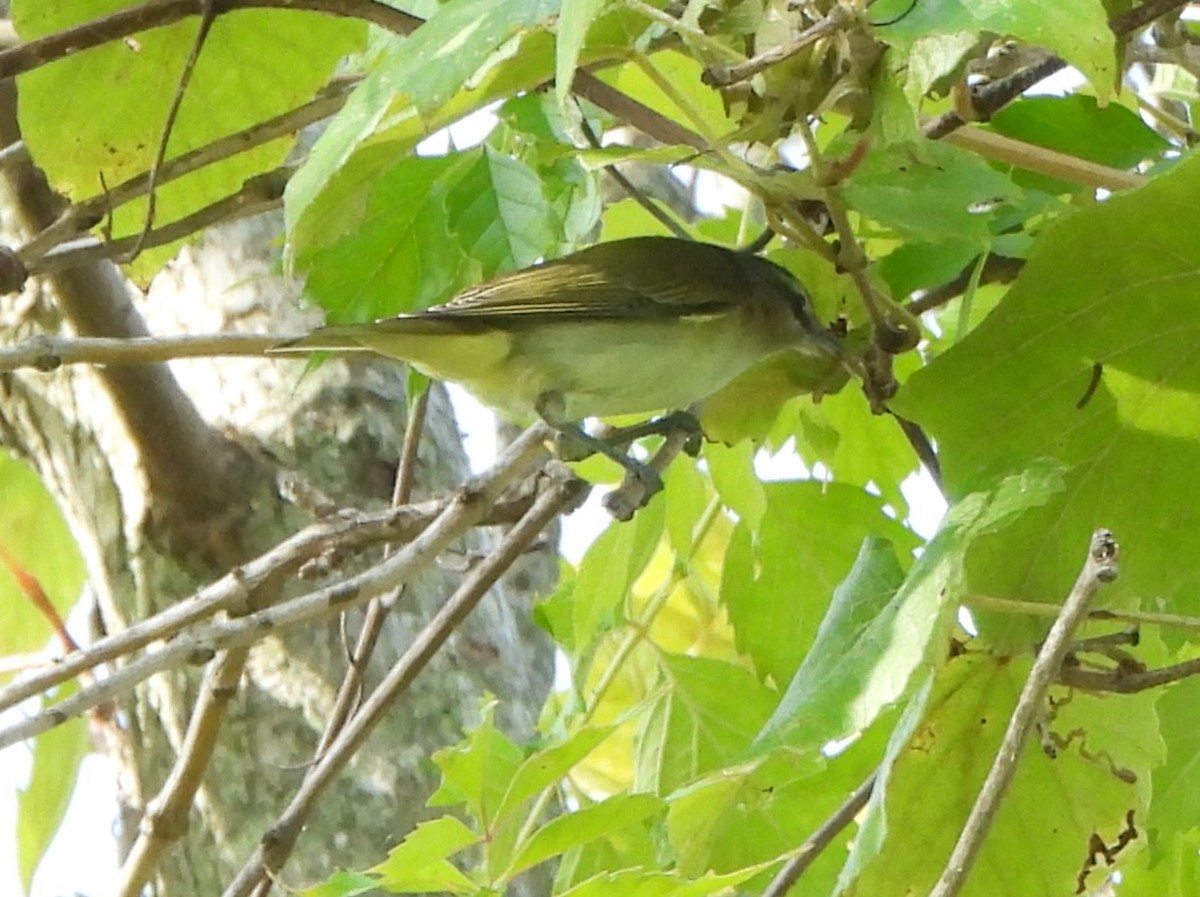 Red-eyed Vireo - Pete Huffer