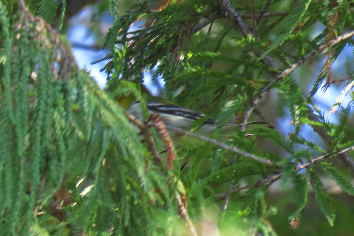 Black-throated Green Warbler - ML623472872