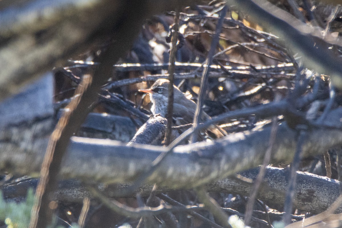 Spotted Scrubwren - ML623472896