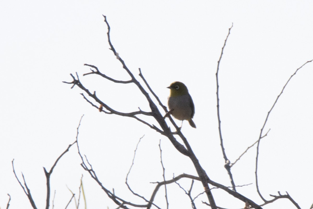 Silvereye - ML623472943