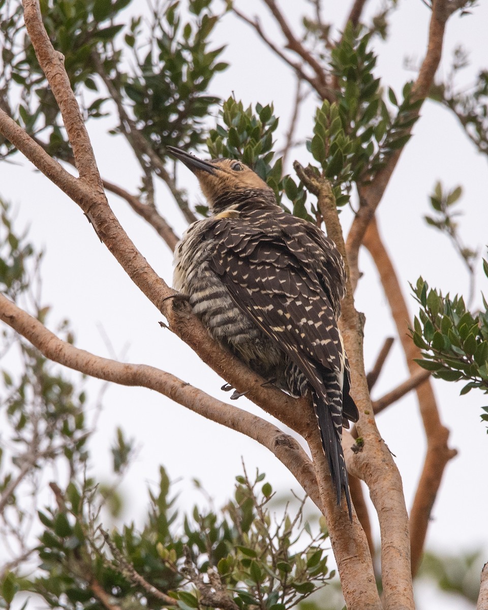 Chilean Flicker - ML623472948