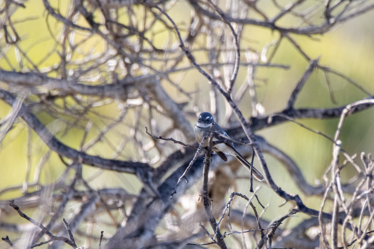 Gray Fantail - Torsten Heikaus