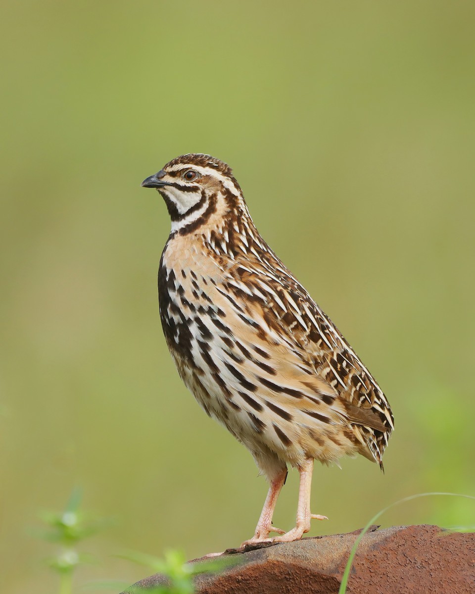 Rain Quail - ML623472996