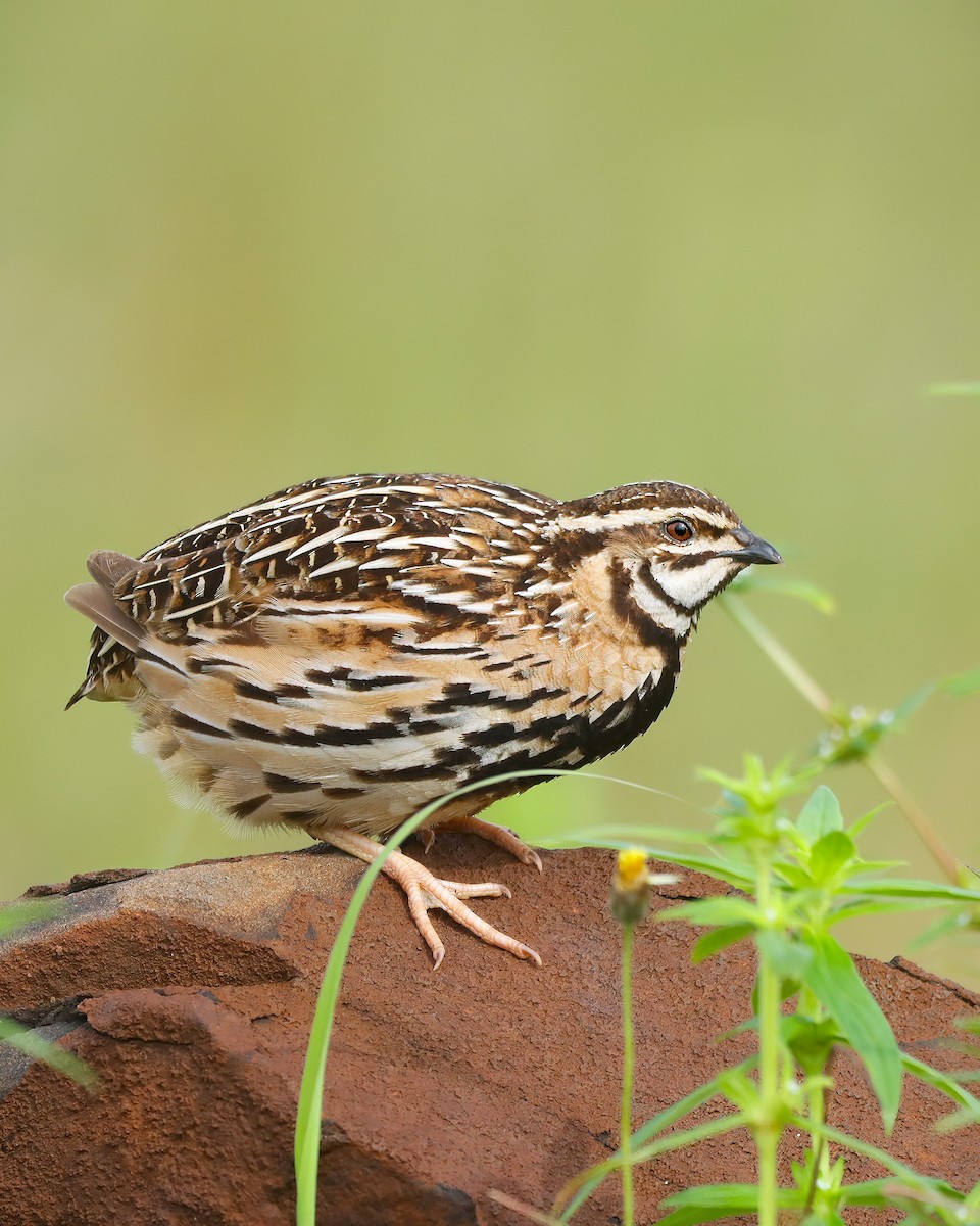 Rain Quail - ML623472997