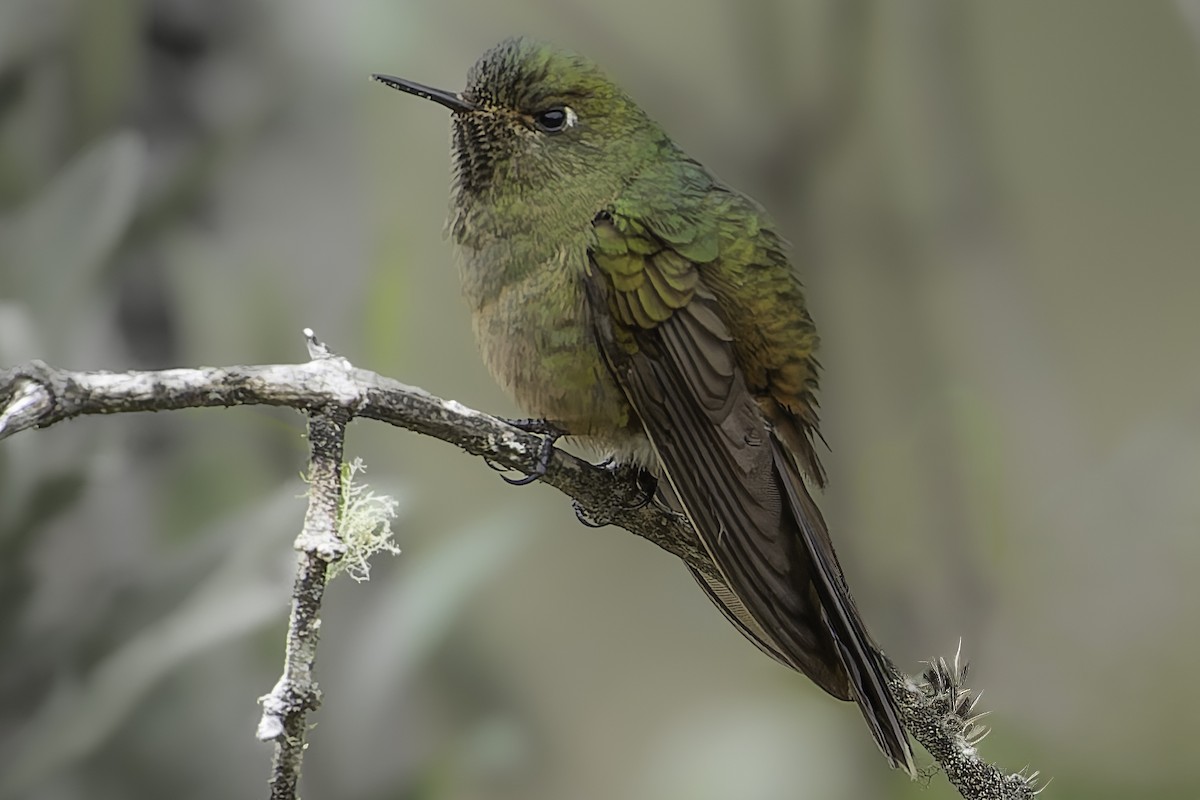 Bronze-tailed Thornbill - ML623473054