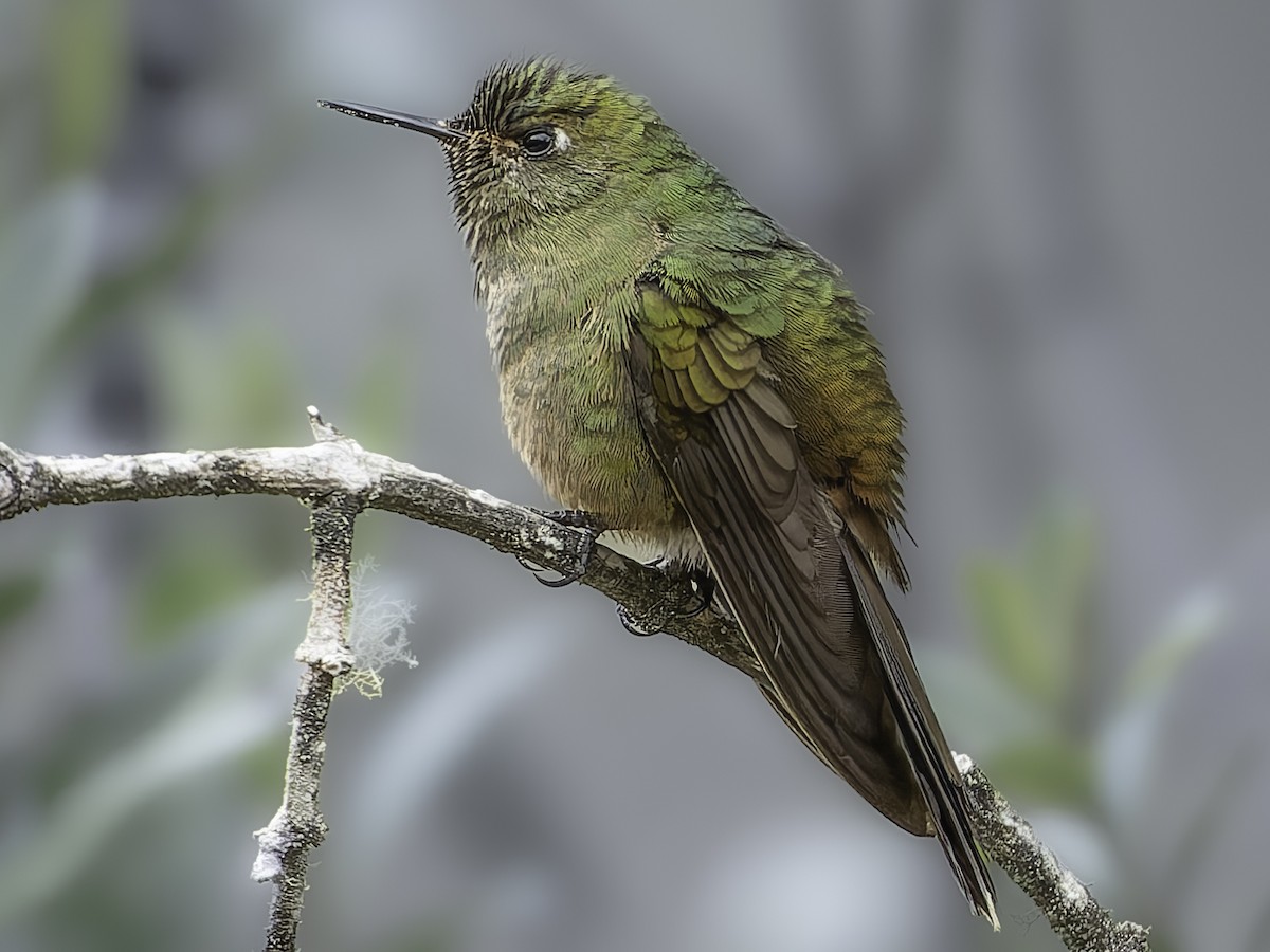 Bronze-tailed Thornbill - ML623473055